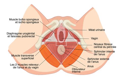 perinee anatomie Trouver un Ostéo en Gynéco