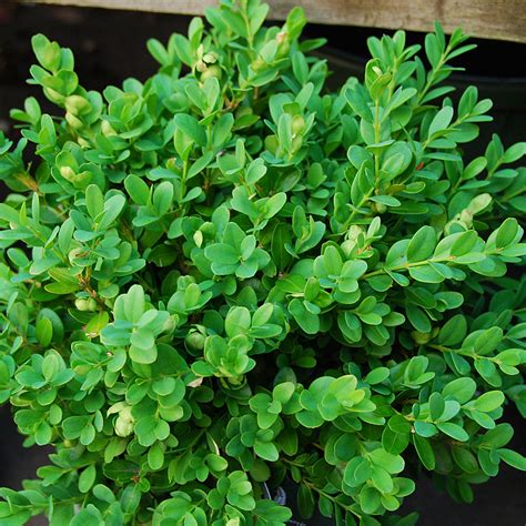 Buxus Sempervirens Suffruticosa