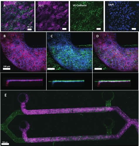 Immunostaining Of Tight Junction Protein Zo And Adherens Junction