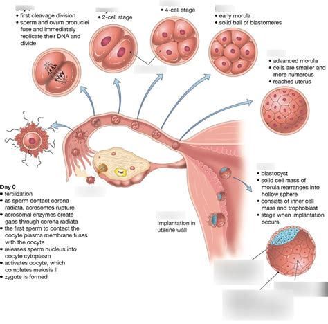 Fertilization, implantation and cleavage Diagram | Quizlet