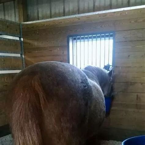 Do wild horses live longer than domestic horses? - DIY Seattle