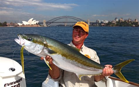 How To Catch Sydney Harbour Kingfish Fishabout Fishing Charters