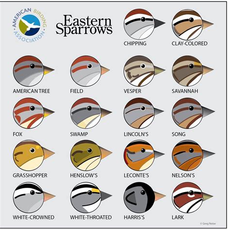 Sparrow Identification Chart | Portal.posgradount.edu.pe