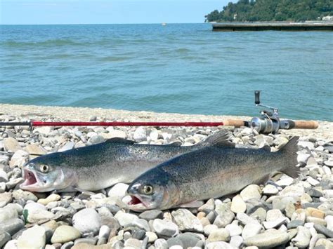 Индивидуальная рыбалка на горной реке из Гагры или Пицунды