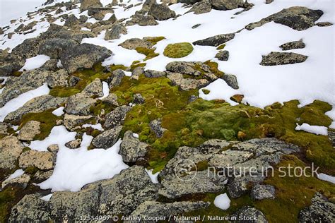 Tundra Lichen On Rock