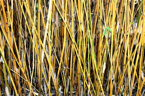 Камыш и рогоз (Большое количество фото) - treepics.ru