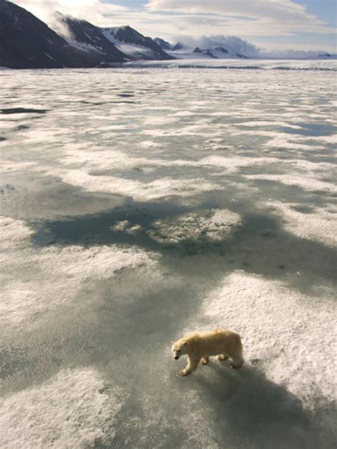 Habitats, Tundra Wildlife Pictures, Tundra Wildlife Photos - National