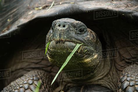 Galapagos Giant Tortoise Chelonoidis Nigra Santa Cruz Island