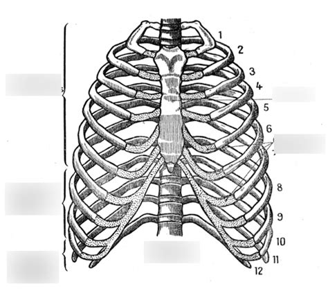 Sch Ma Des Os De La Cage Thoracique Diagram Quizlet