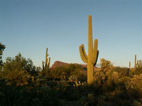 Fájl:Old-Saguaros-inside-the-Saguaro-National-Park-Arizona.jpg – Wikipédia