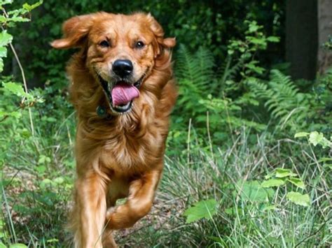 Five Best Dog Walks Around Edinburgh | Dalkeith Country Park