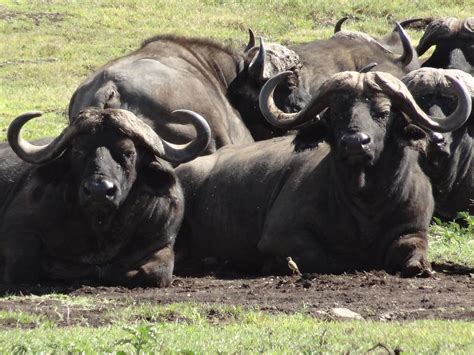 1.000+ kostenlose Buffalo Sylwetka & Buffalo Fotos - Pixabay