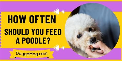 How Often And How Much To Feed A Poodle Feeding Guide And Chart