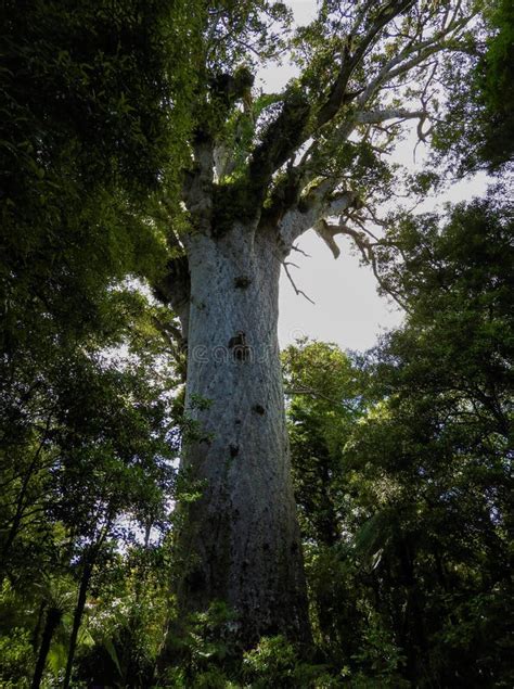 Tane Mahuta, Big Kauri Tree, Waipoua Forest, New Zealand Stock Photo - Image of leaves, place ...