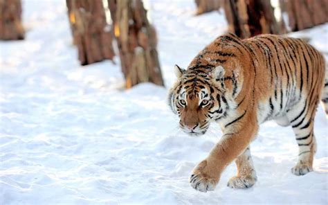 Tiger Distribution and Habitat - Tiger Facts and Information