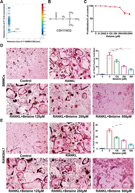 Frontiers Betaine Attenuates Osteoarthritis By Inhibiting