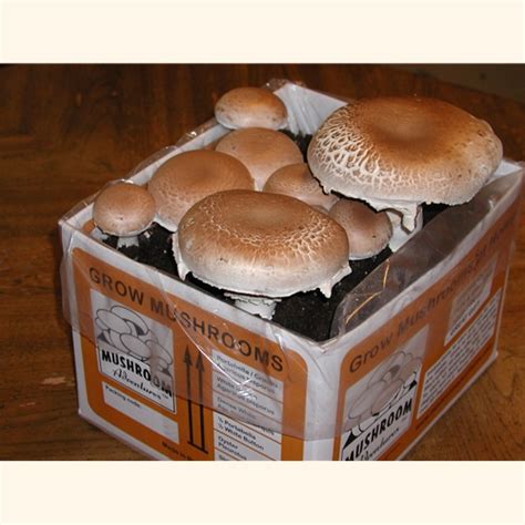 Portabella Mushroom Fruiting Kit, a complete kit to grow mushrooms at ...