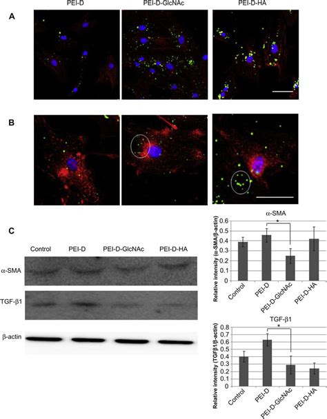 Cellular Uptake Of Fitc Conjugated Sirna Polymer Complexes Observed By