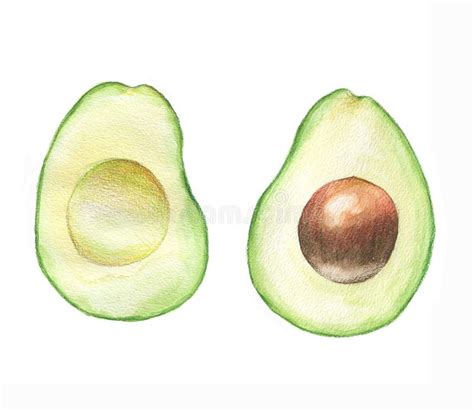 Watercolor Hand Drawn Illustration With Fresh Green Avocado On The