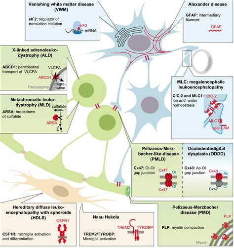 Myelin In The Central Nervous System Structure Function And