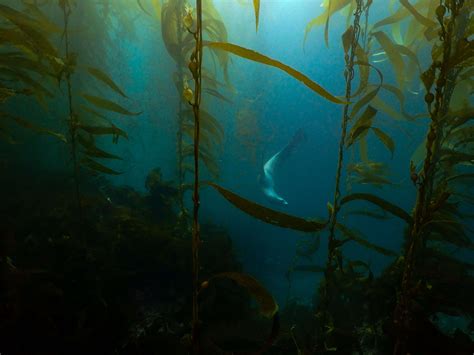 Hidden Wonders Of California's Channel Islands Kelp Forests
