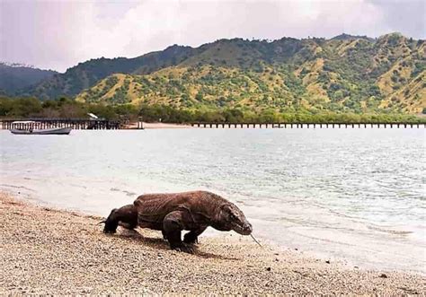 Biawak, Komodo - Habitat, Makanan, Reproduksi, Bisa (racun)