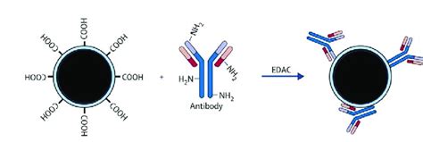 Schematic Representation Of The Antibody Conjugation Strategy On The