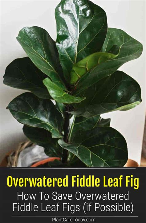 Overwatered Fiddle Leaf Fig Saving Overwatered Ficus Figs If Possible