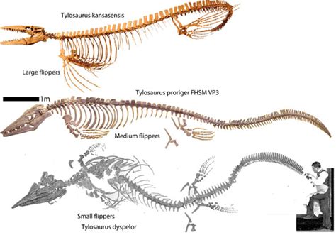 Tylosaurus Globidens Plotosaurus And The Mosasaurs