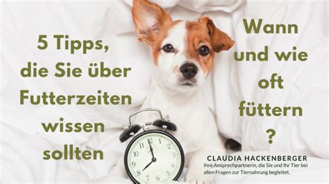 5 Tipps was Hundebesitzer über Fütterungszeiten wissen sollten