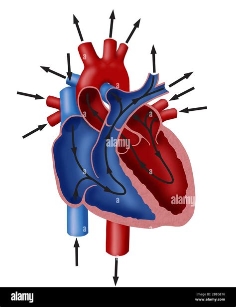 Blood vessel diagram hi-res stock photography and images - Alamy