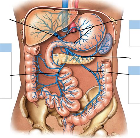 Abdomen Veins Diagram Quizlet