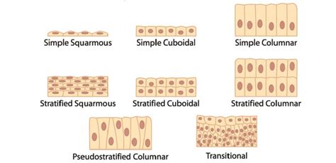 Basal Cell The Definitive Guide Biology Dictionary