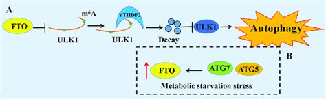 The Molecular Mechanism Of M A Modulators In Cell Autophagy In