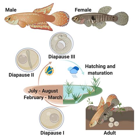 A Day in the Life of a Killifish Lab - the Node
