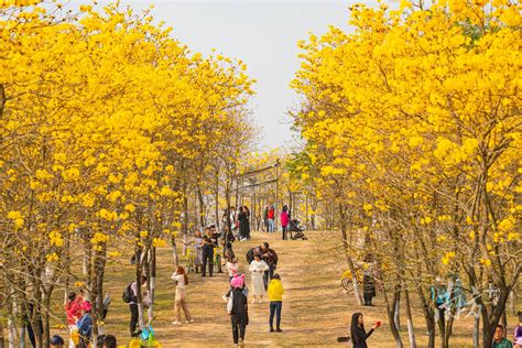 赏花首选松山湖！赶紧收藏这套绝美手绘地图黄花风紫荆铃木