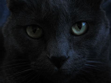 Schwarze Katzen Mit Blauen Augen