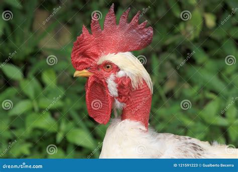 Profile Of A Nice Naked Neck White Rooster Stock Image Image Of Chicken Profile