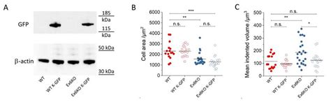 Phenotype Recovery Through Kiaa Rescue A Western Blot