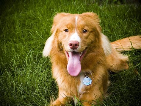 Chien Retriever de la Nouvelle Écosse caractéristiques et photos