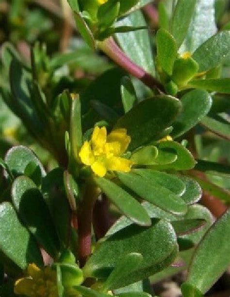 Organic Non Gmo Purslane Seeds Surprisingly Has More Omega 3 Etsy