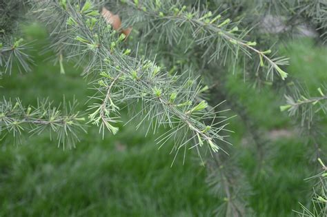 Pinus Pohon Jarum Daun Foto Gratis Di Pixabay Pixabay