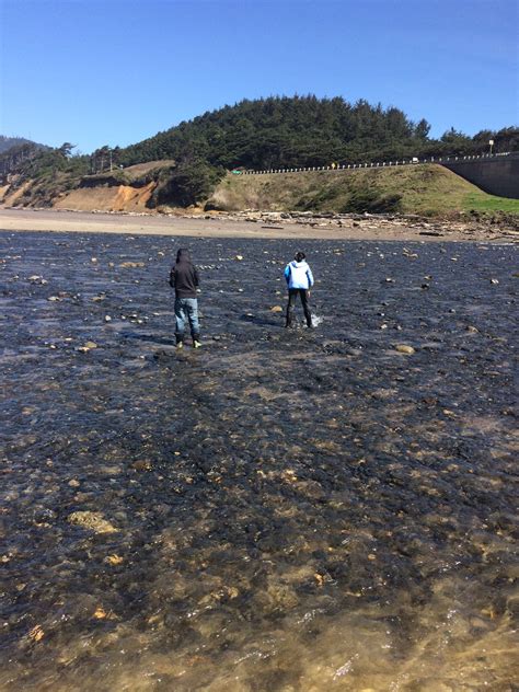 Collecting Rocks On Ocean Beaches: What To Look For and Where To Find It.