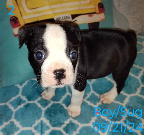 boston terrier bulldog puppies  sale petclassifiedscom
