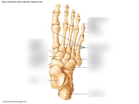 Foot Osteo Labeling Diagram Quizlet