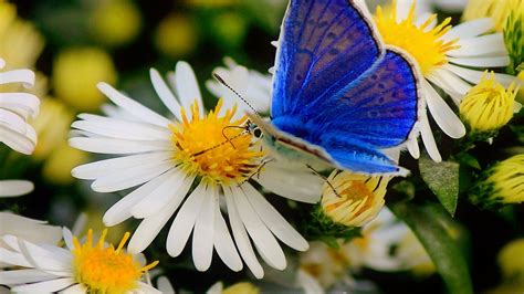 Daisies And Butterflies Wallpapers Wallpaper Cave