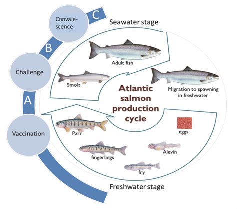 Salmon Production Cycle The Production Cycle Of Atlantic Salmon