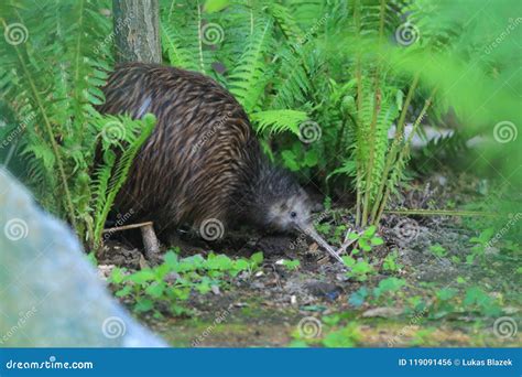 Northern brown kiwi stock photo. Image of northern, nature - 119091456