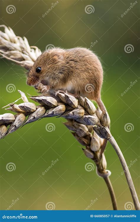 Harvest Mouse Stock Image Image Of Nature View Vertical 66085057