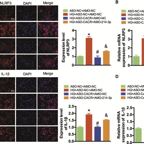 CACR Regulates Pyroptosis Via The MiR 214 3p Caspase 1 Pathway In AC16